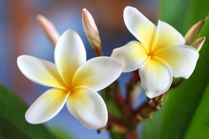 SEO des images :fleurs de frangipanier 